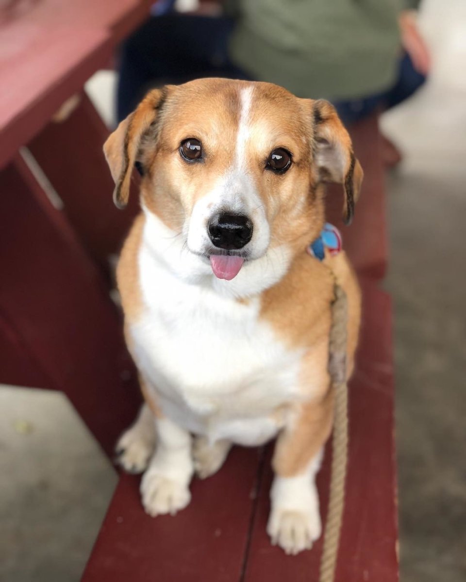 Щенки Парсон Рассел терьера 2 месяца