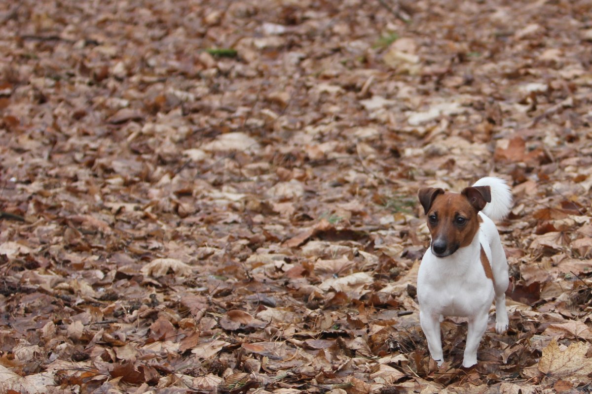 Джек-Рассел-терьер коричневый