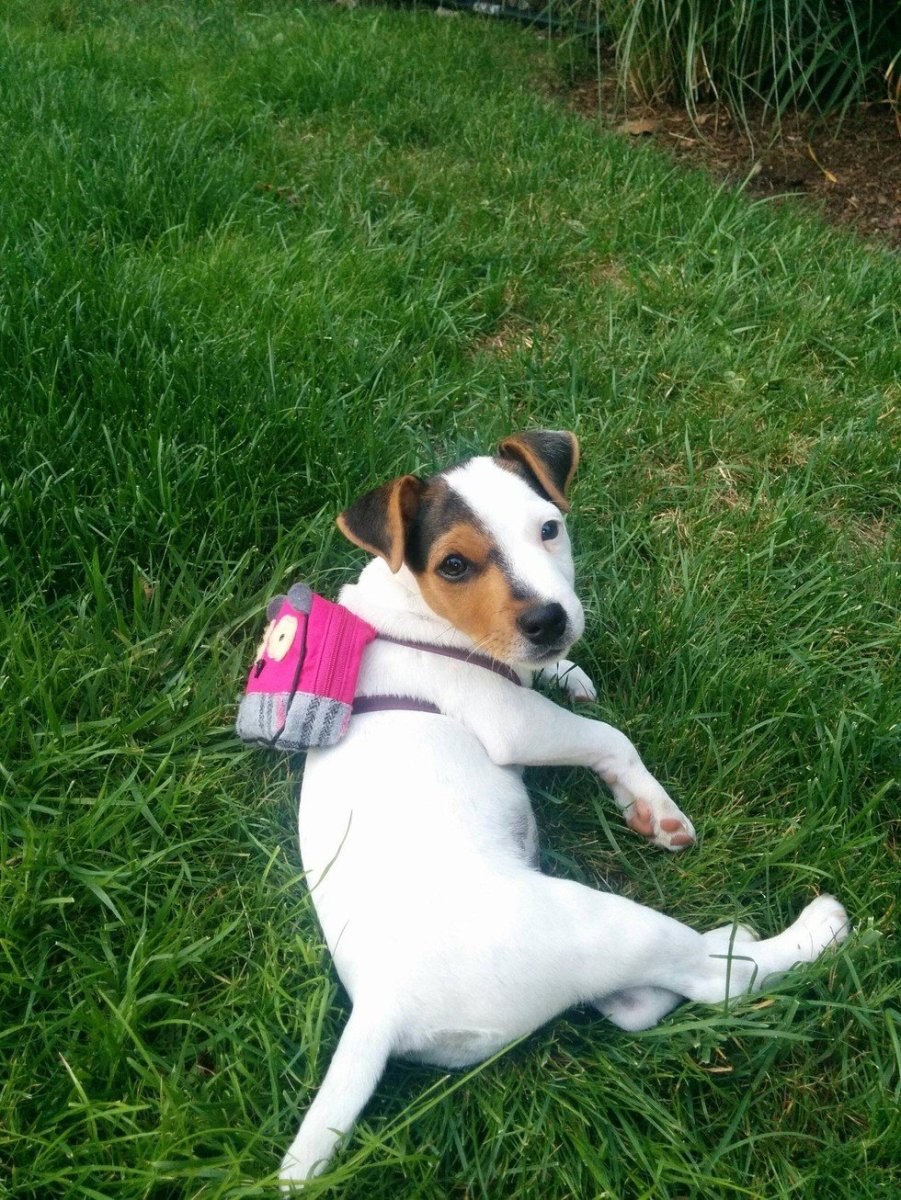 Метис бигля и чихуахуа