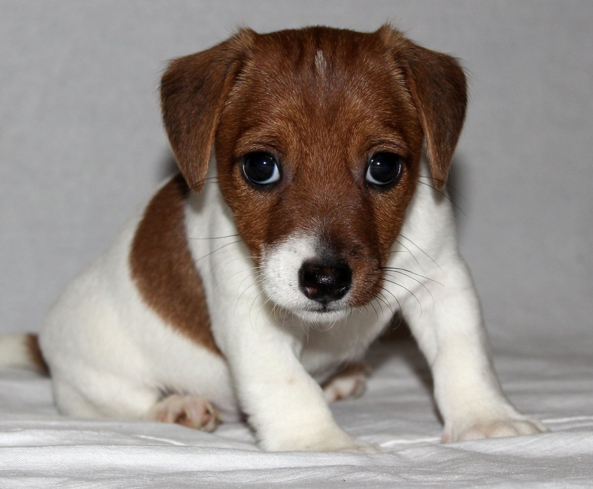 Джек-Рассел-терьер помесь