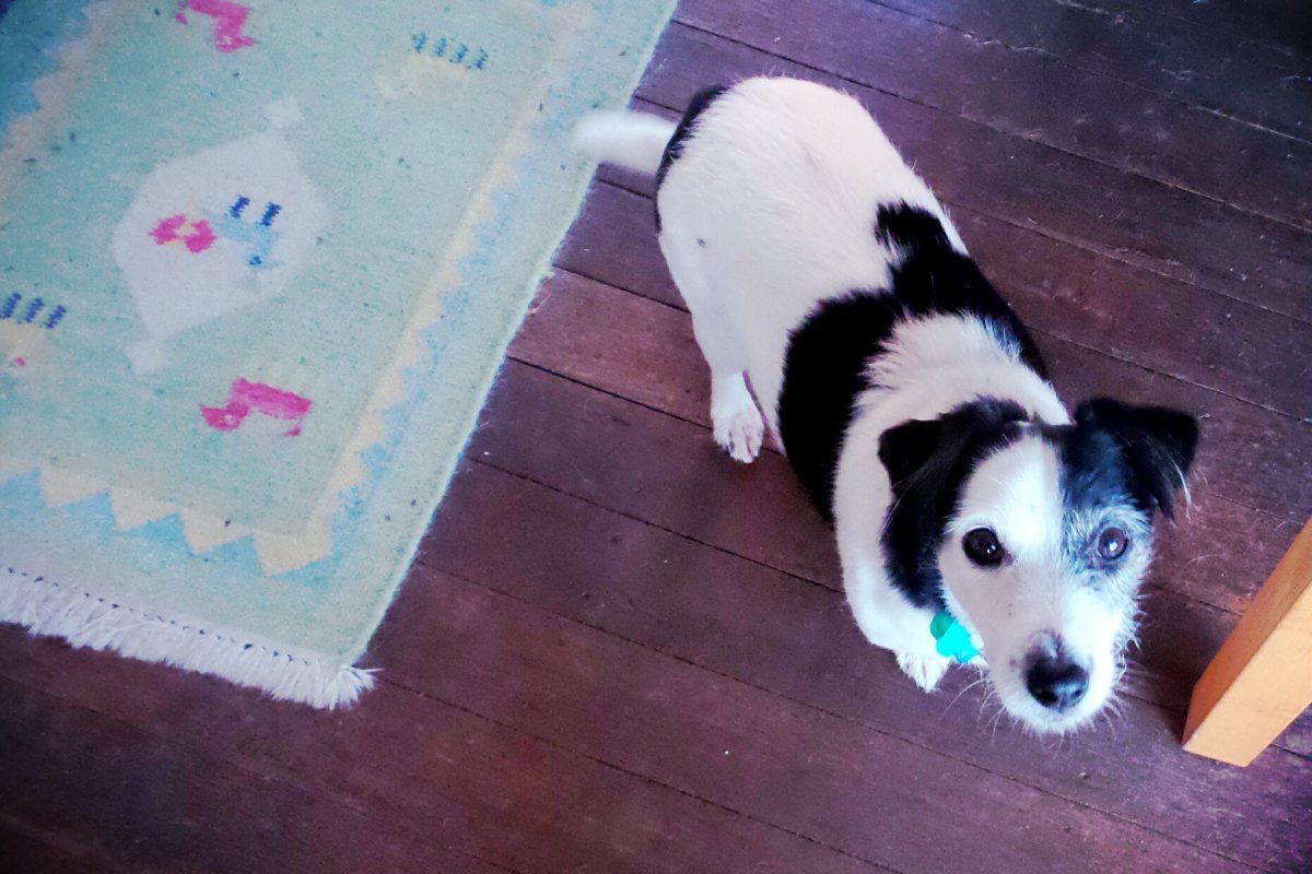 Джек Рассел