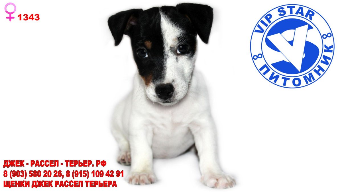 Смешные фото с Джек Расселом ресторан