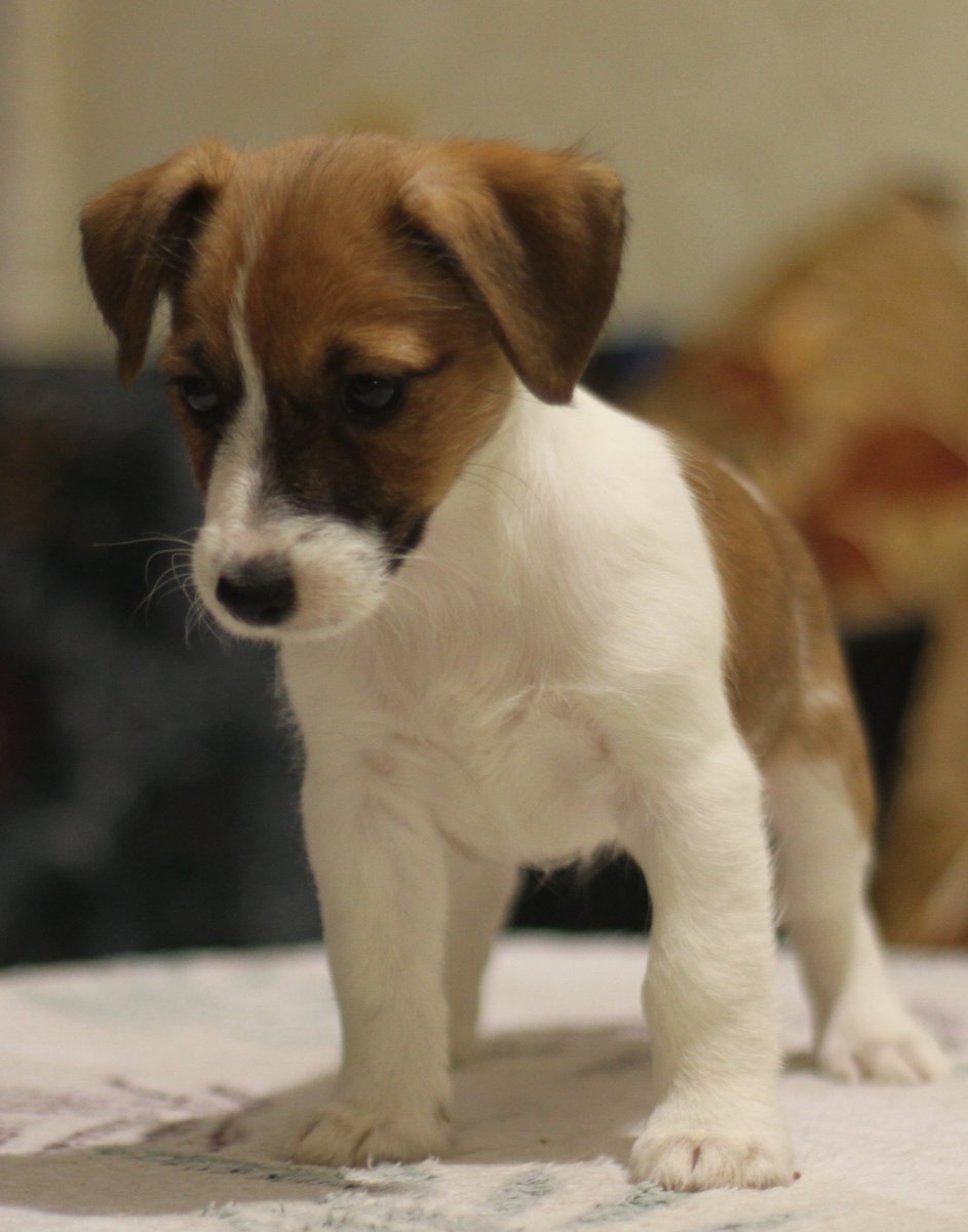 Джек Рассел терьер дворняга