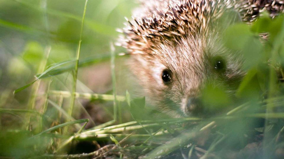 Ежик фото