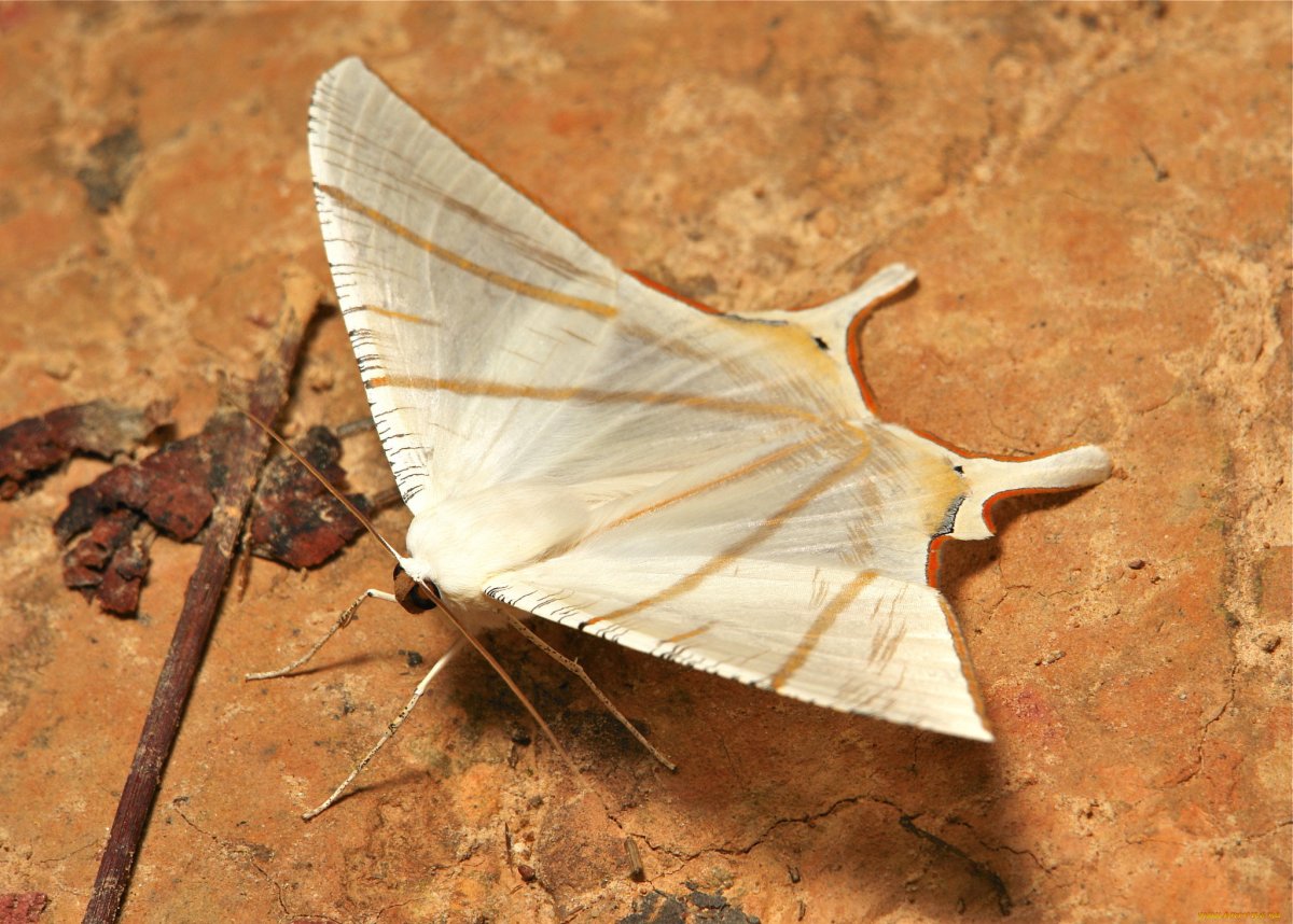 Saturnia Pavonia