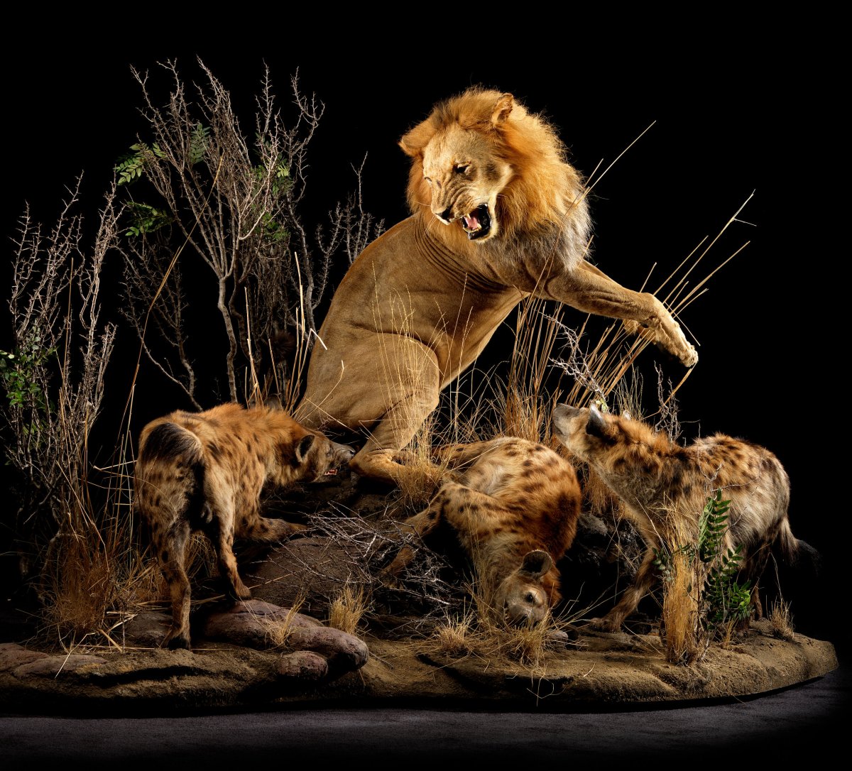 Лев в атаке