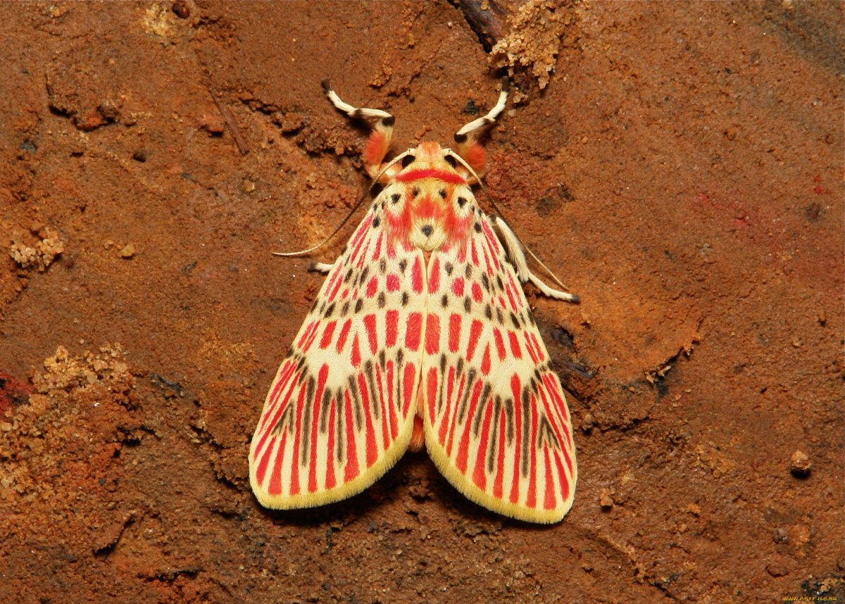 Крылья бабочки