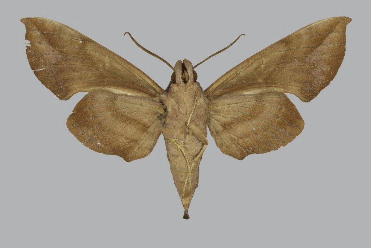 Венесуэльский пуделевый мотылек тутовый шелкопряд