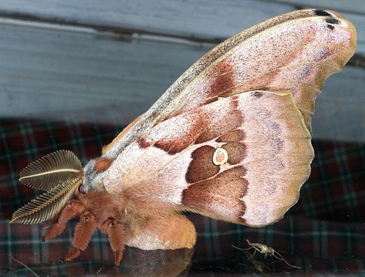 Рассеянный мотылек