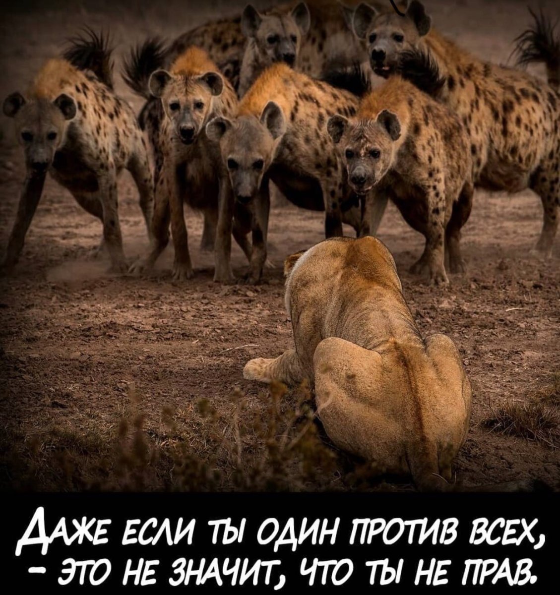 Лев за спиной львицы