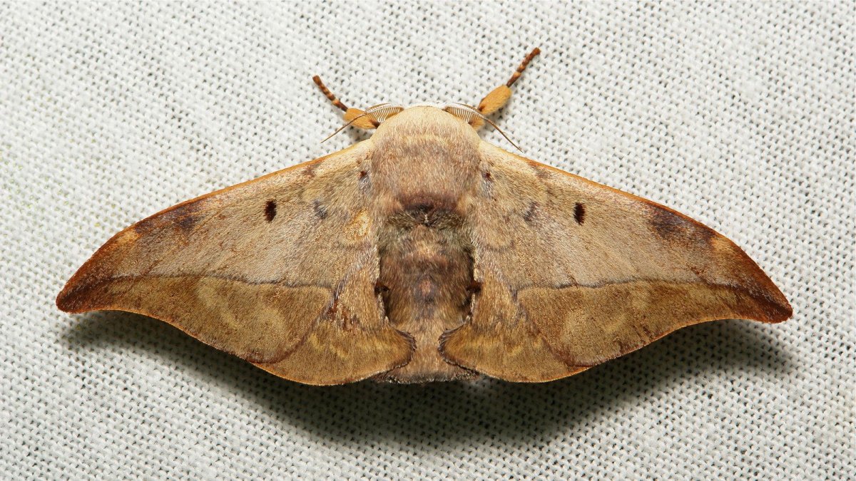 Plastysphinx constrigilis