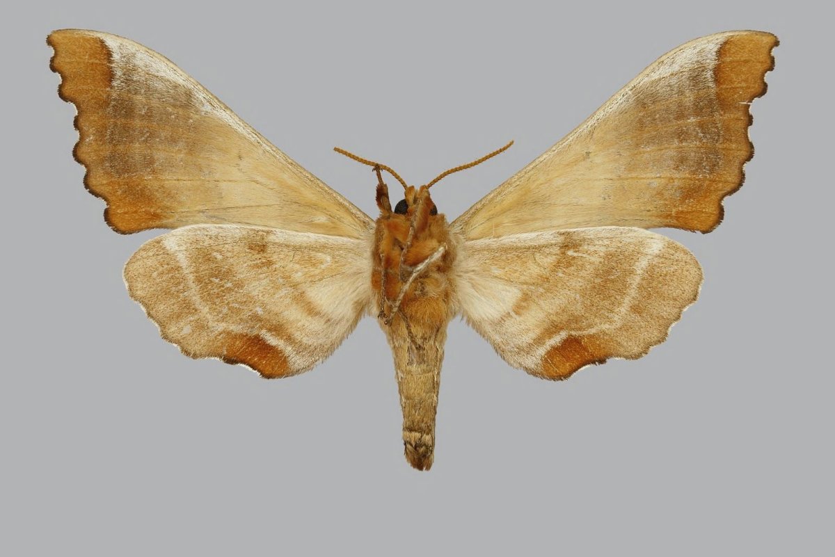 Калиптра василистниковая бабочка