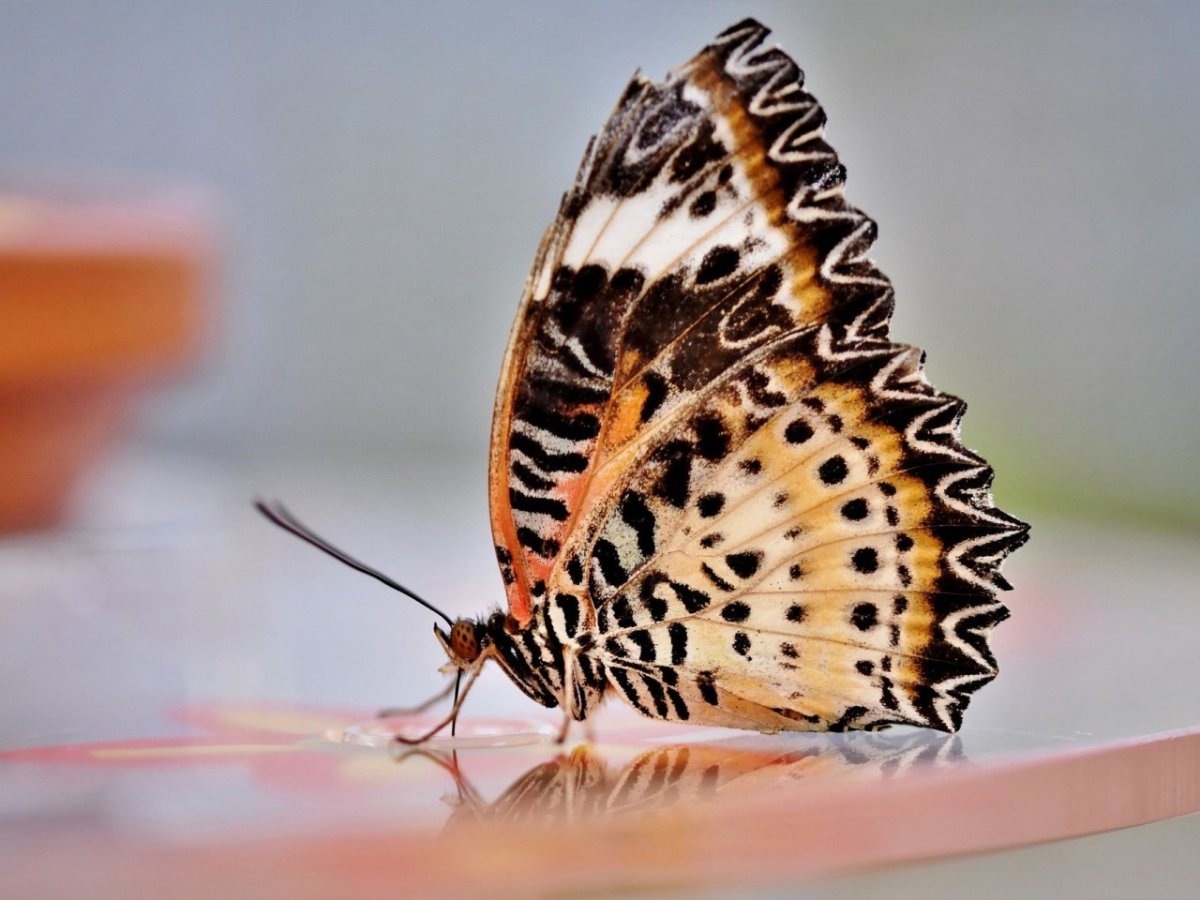 ЭКОФОРА бабочка