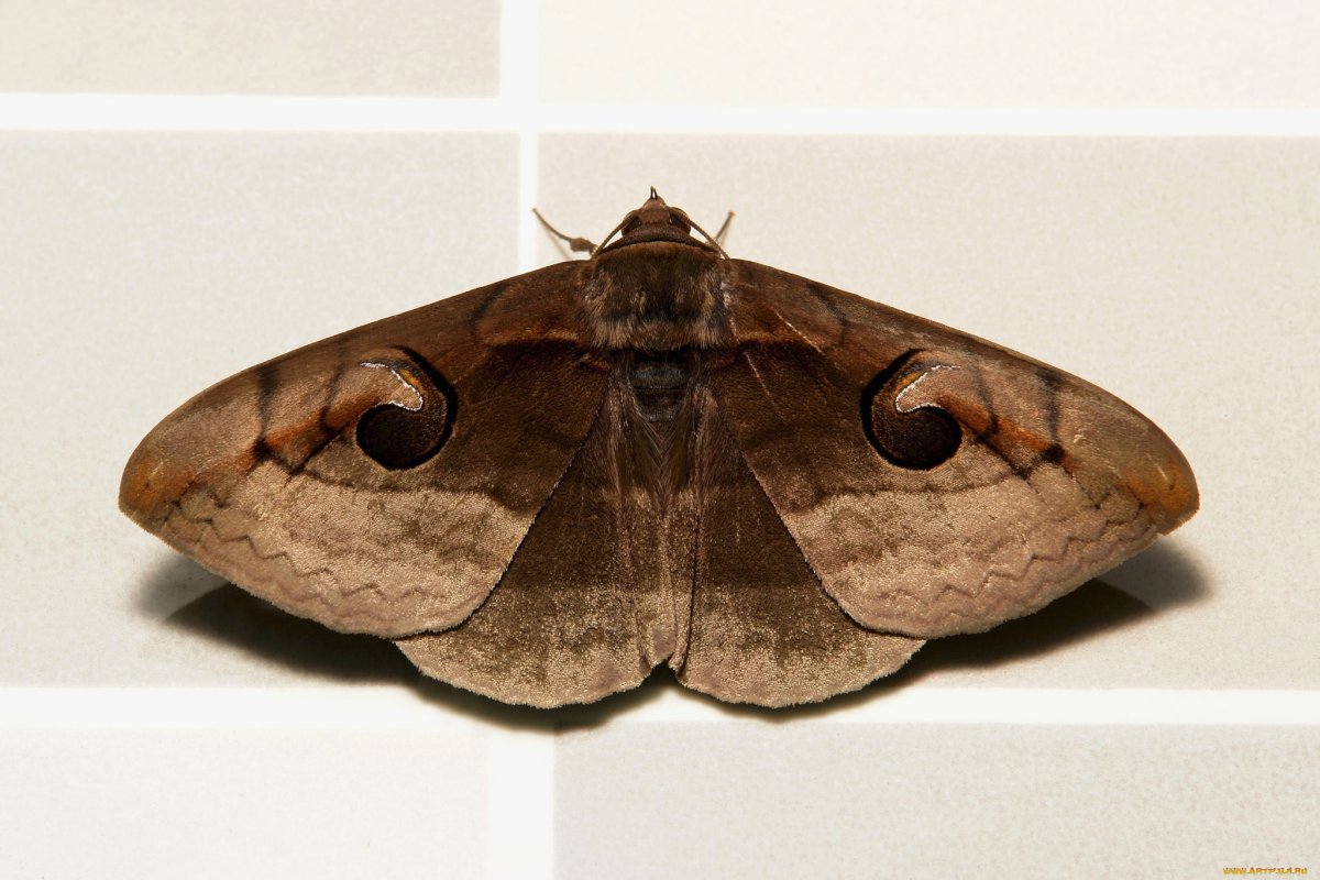 Калиптра шапка