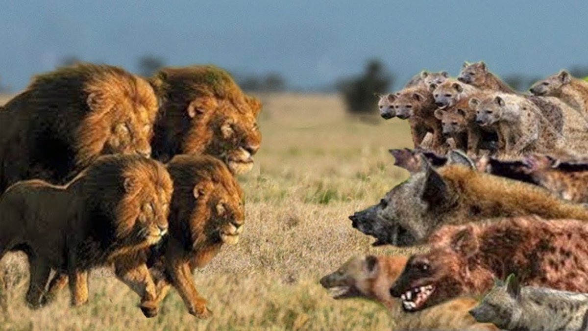 Львы меланисты