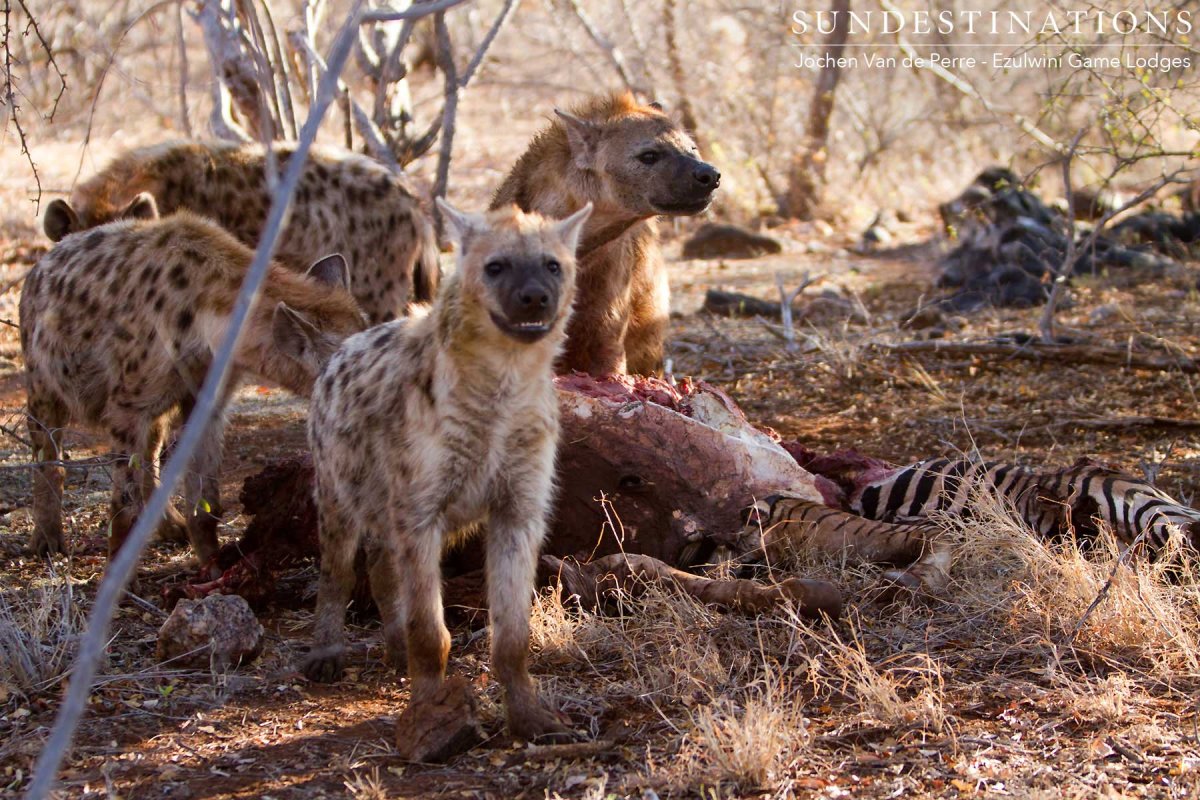Битва Львов за Прайд самцов