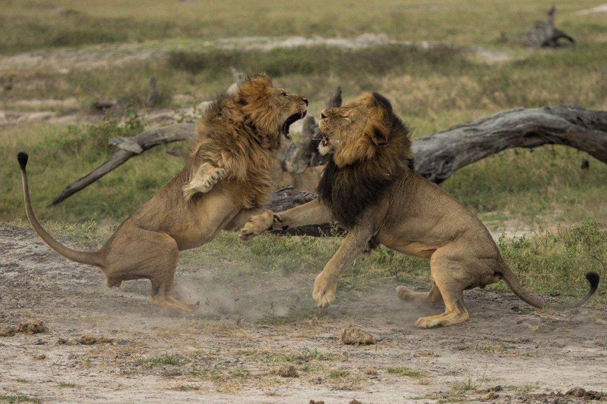 Лев и львица