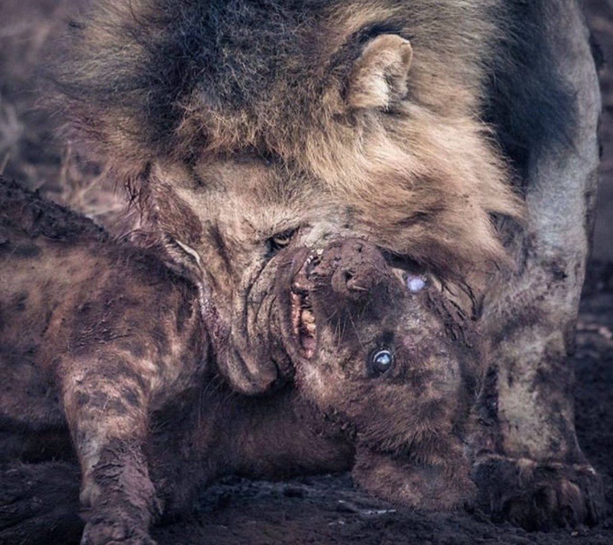 Саблезубый леопард Смилодон