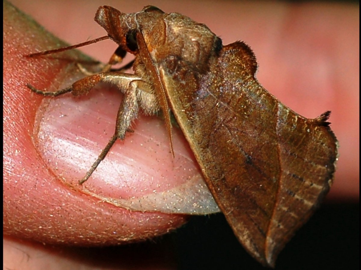 Мотылек с усиками