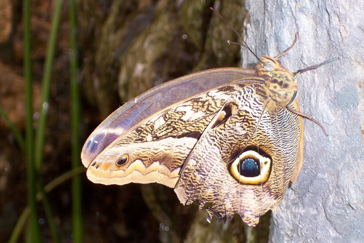 Совка буро серая Садовая