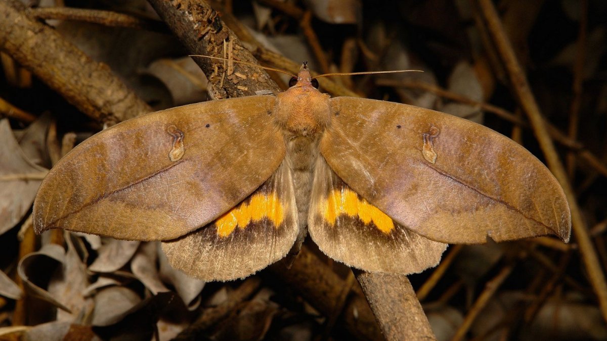 Венесуэльский пуделевый мотылек тутовый шелкопряд