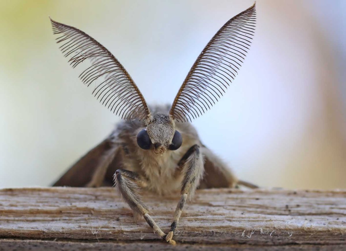 Языкан обыкновенный чешуекрылые