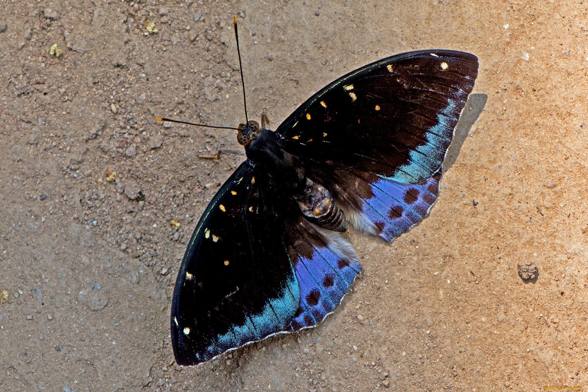 Павлиний глаз (бабочка)