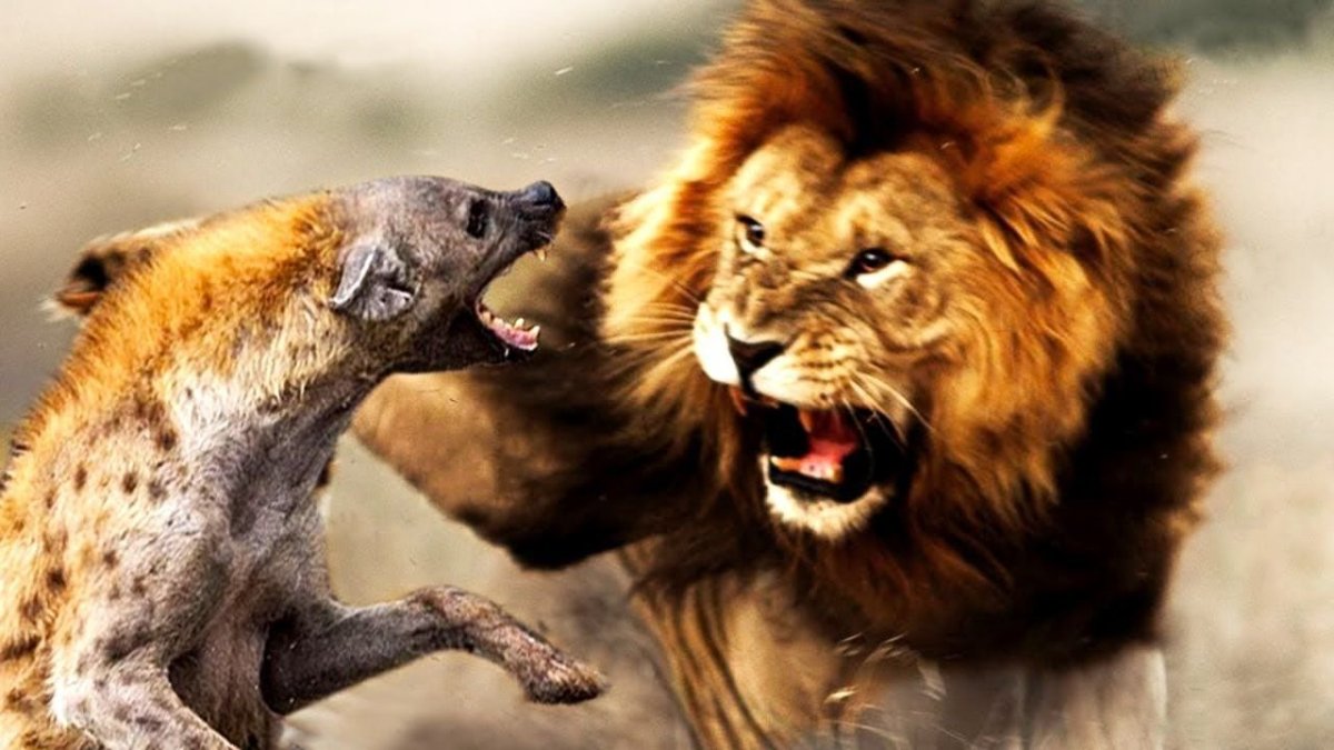 Гиены против бородавочника