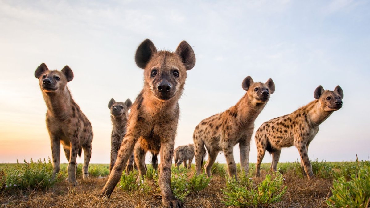 Львы и гиены Заклятые враги