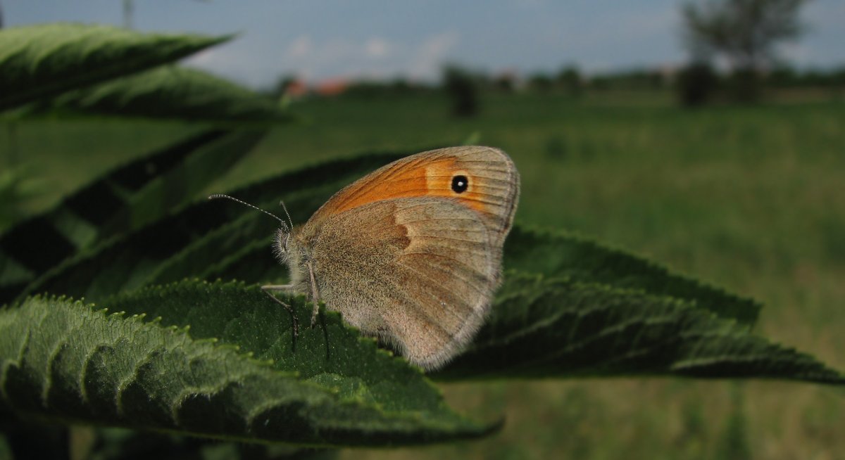 Бабочка Бражник белый