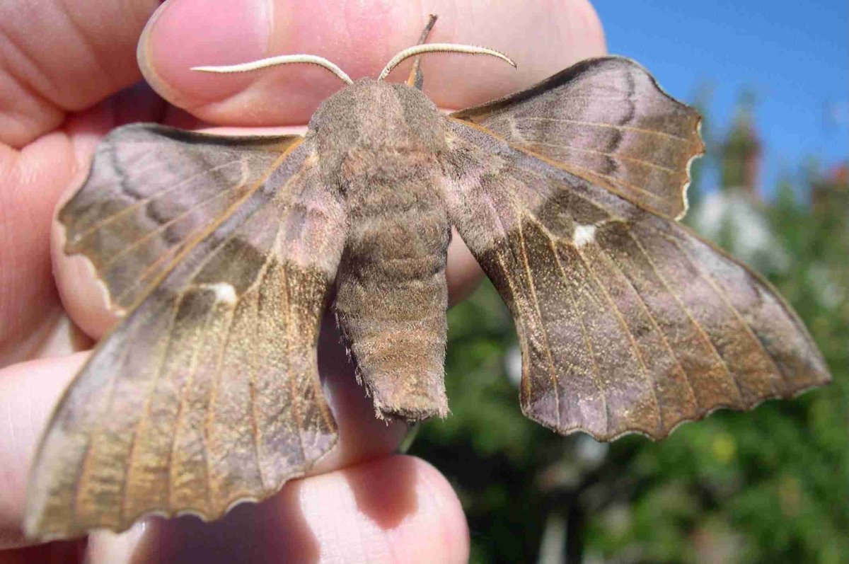 Hofmannophila pseudospretella