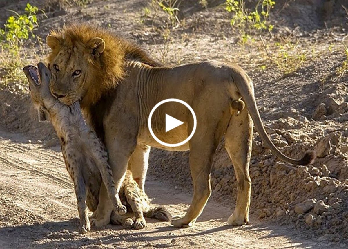 Молчание и Выдержка признак породы