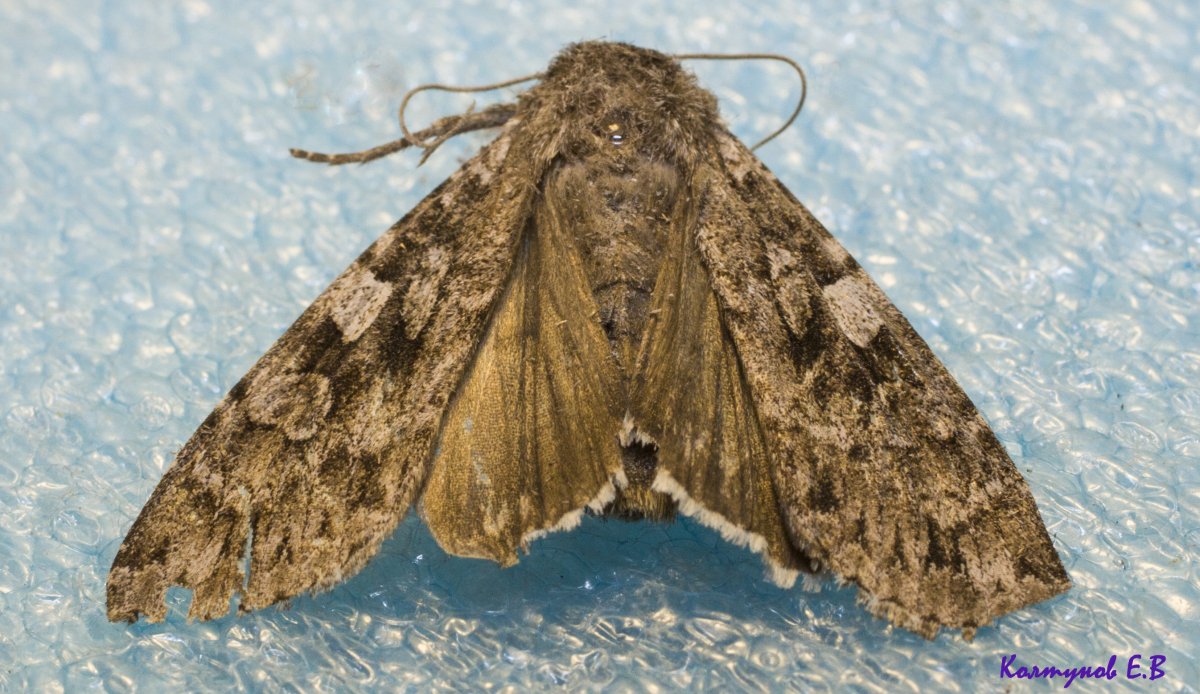 Китайская дубовая Павлиноглазка