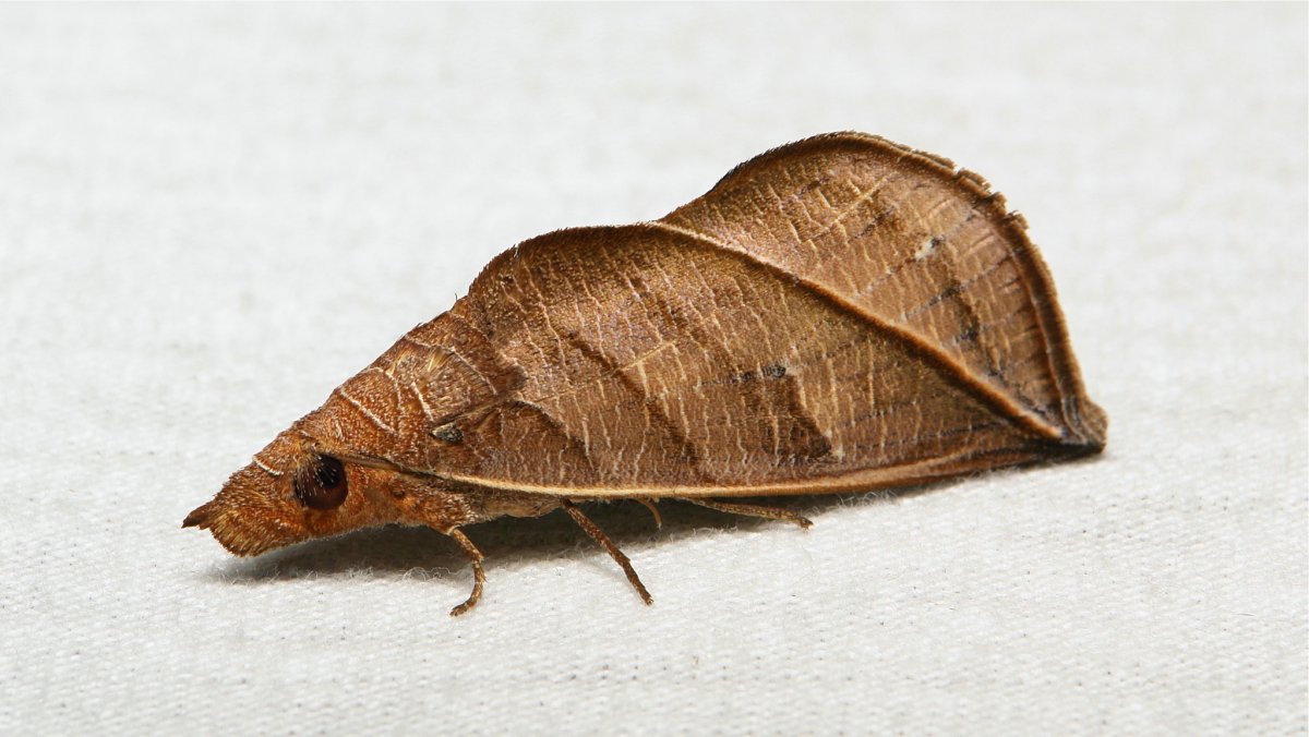 Венесуэльский пуделевый мотылек тутовый шелкопряд