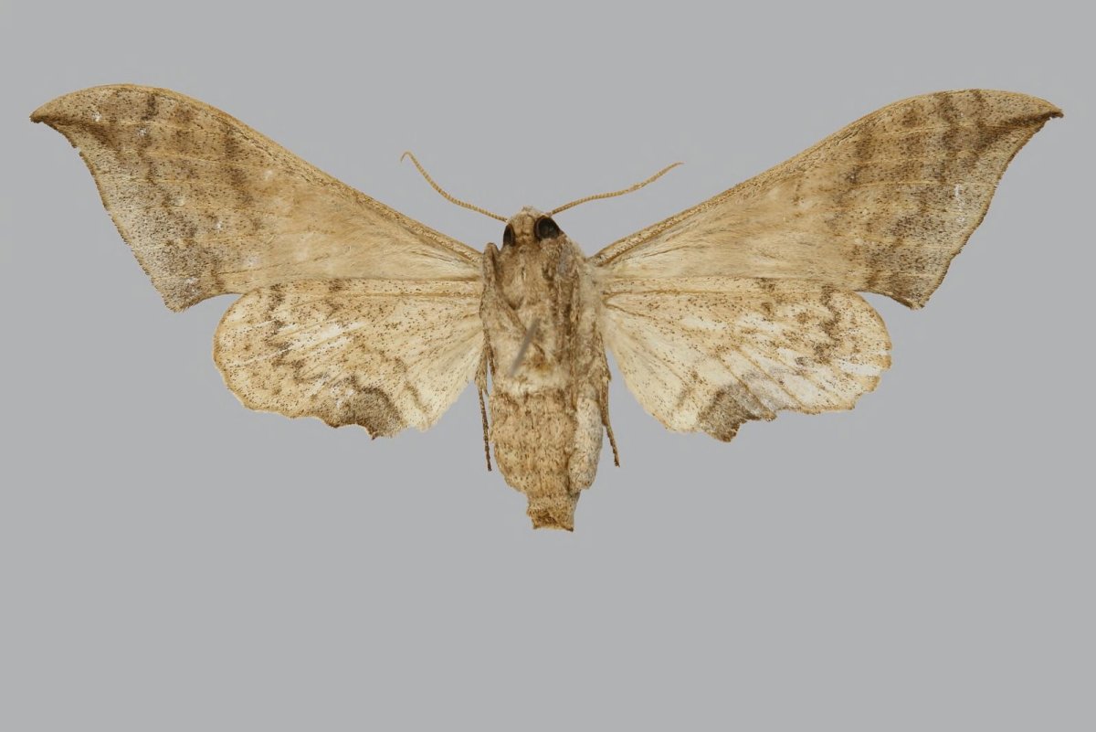 Бабочка Calyptra Eustrigata