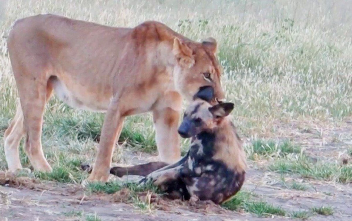 Львы и гиены Заклятые враги