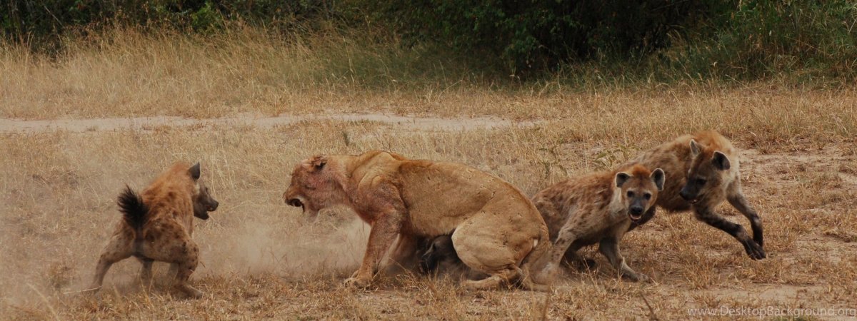 Разъяренная львица