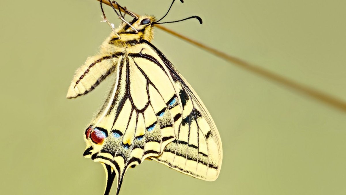 Пудельковый мотыльки Венесуэльские