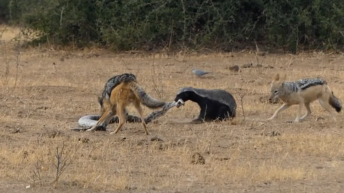 Львица гиеновая собака