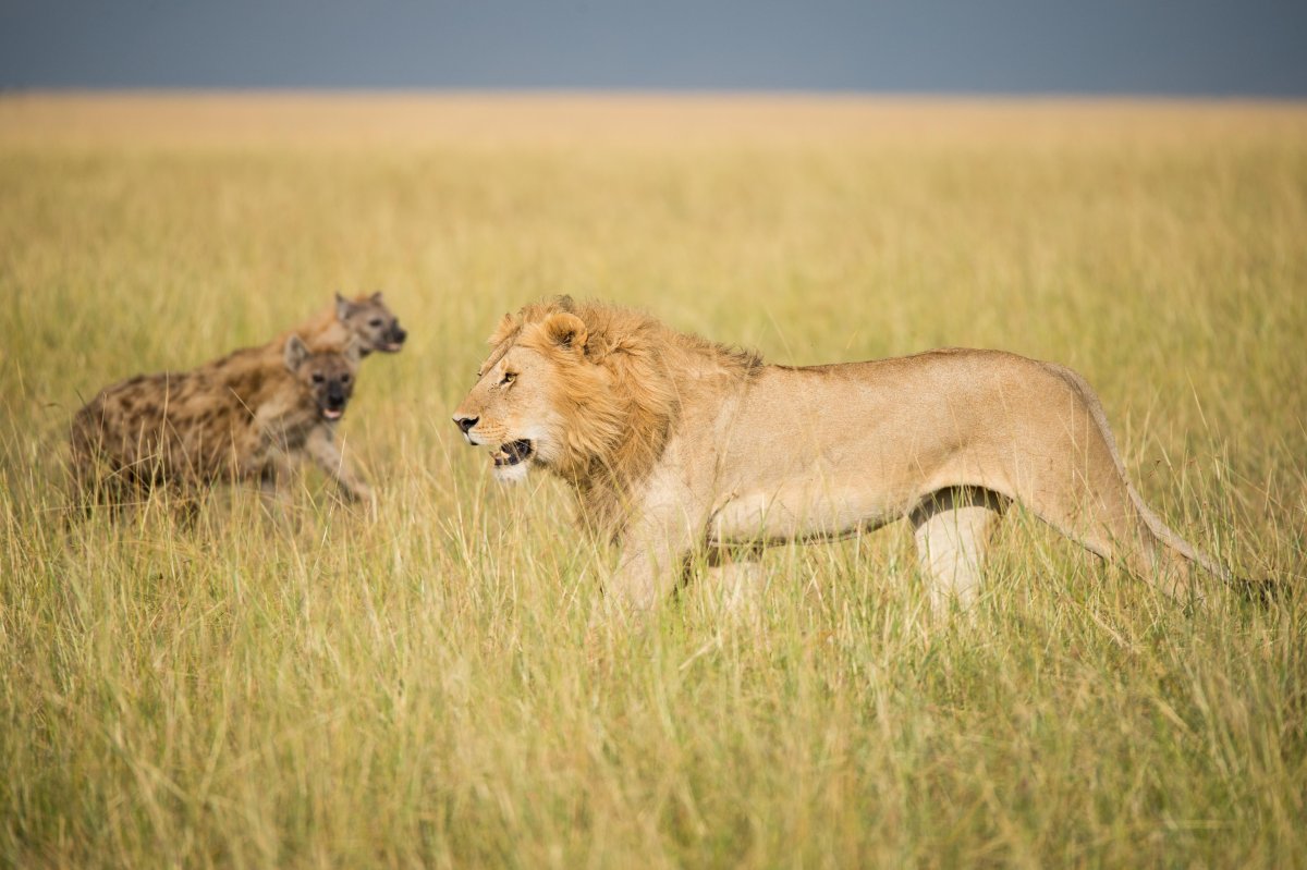 Лев и львица вместе