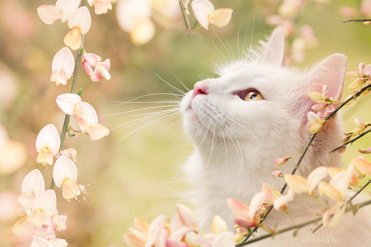 Весна кошечка белая