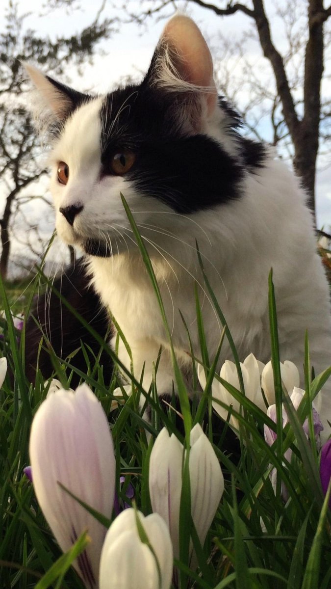 Кошка и подснежники