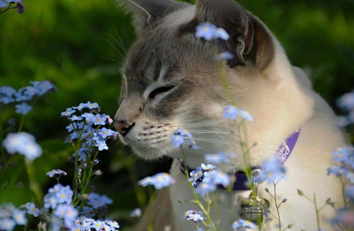 Кошечка в цветах