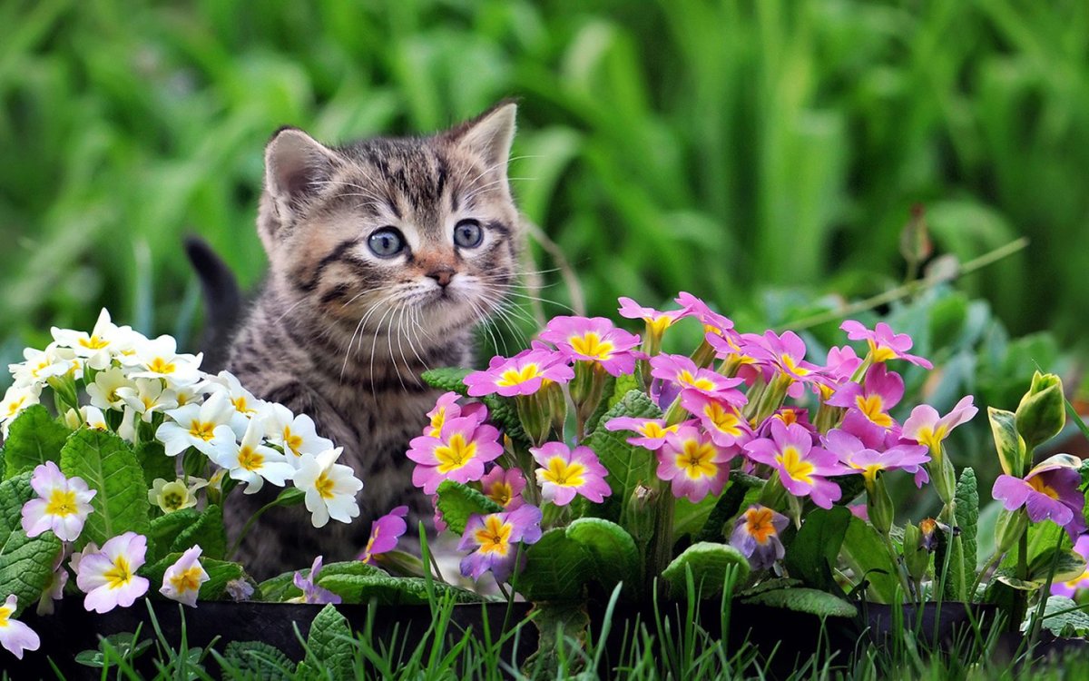 Кошки и цветы