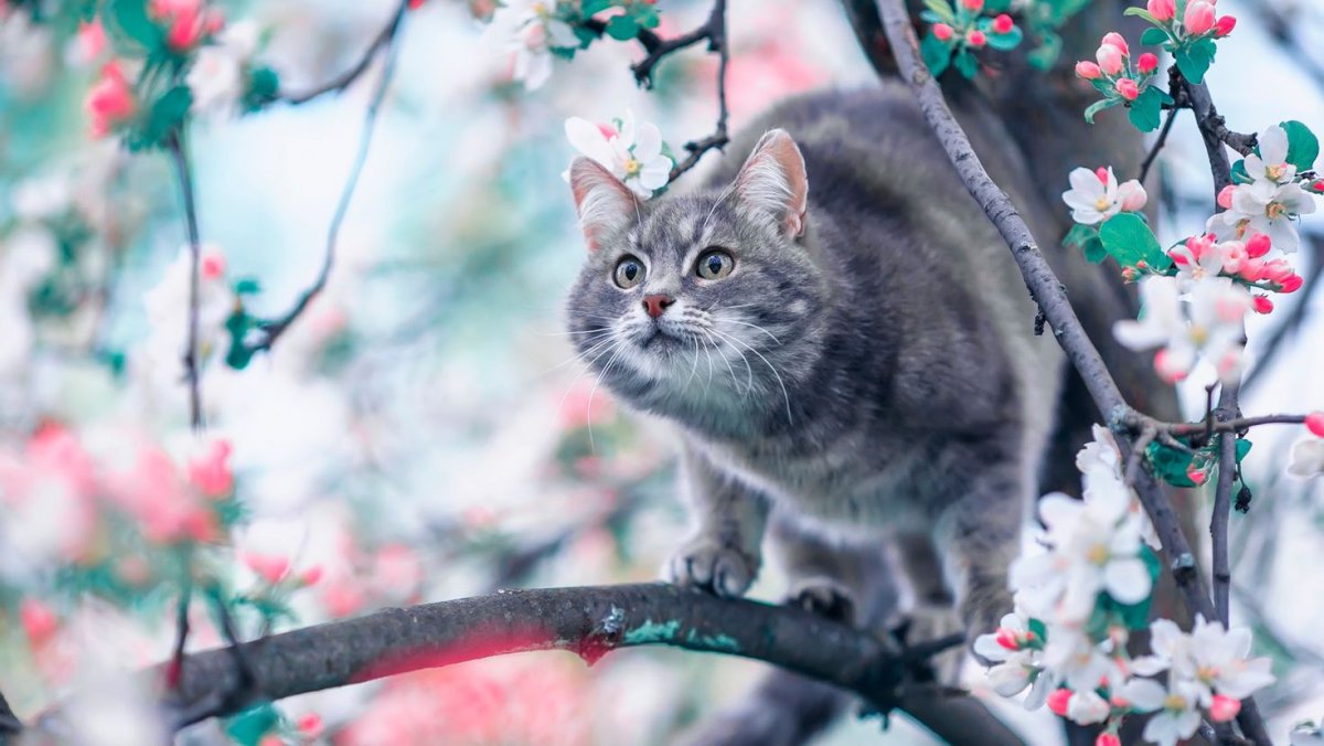 Котенок и Весна