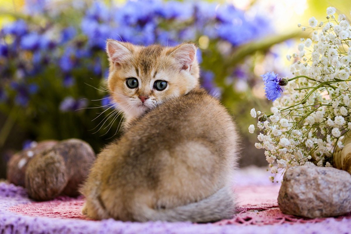Котёнок с цветком