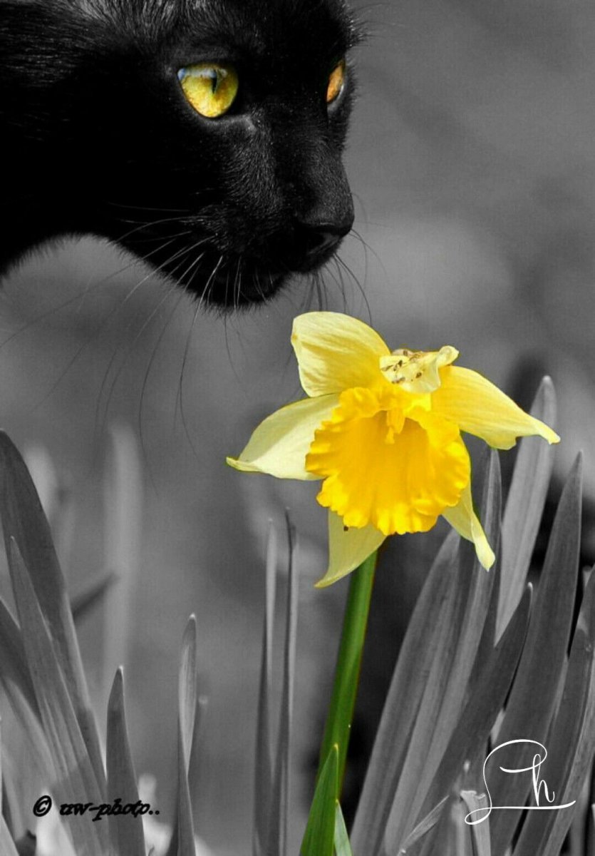 Весенние кошки