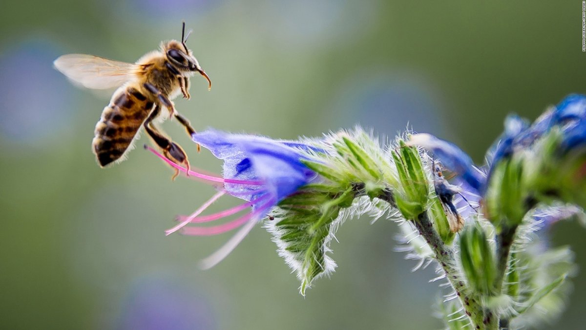 Пчела и бабочка текст. Бабочка пчела. Нектар цветка. Пчела собирает нектар. Медоносная пчела.