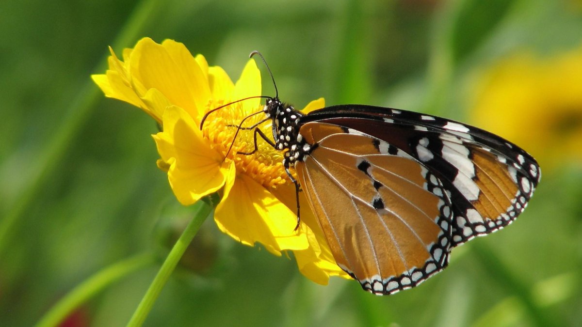 Бабочки высокое расширение