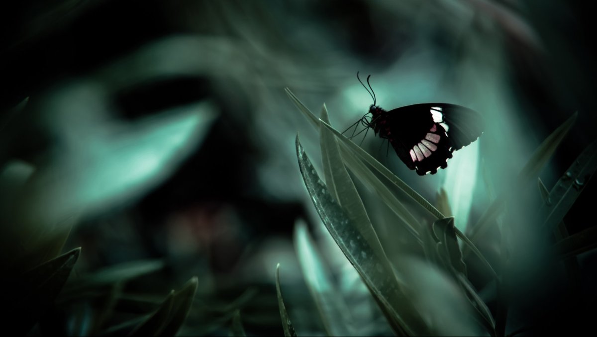 Насекомые Эстетика